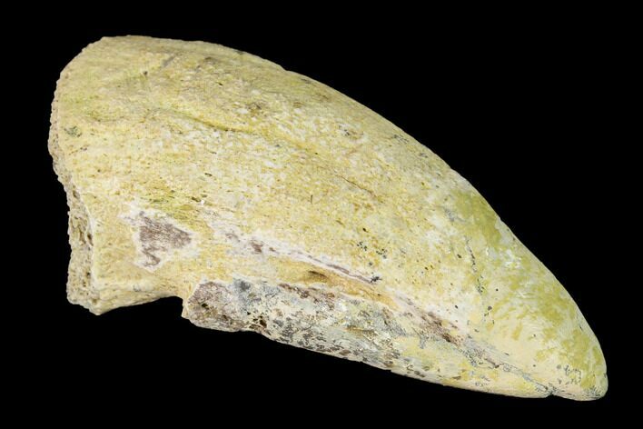 Fossil Pachycephalosaurus Claw - North Dakota #153677